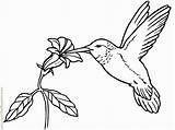 Flor Beija Hewan Sketsa Burung Pintar Bunga Mewarnai Coloriage Hummingbird Printemps Colorare Anak Humming Colibrì Colibri Lucu Tk Paud Madu sketch template