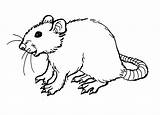 Rat Coloring Pages Printable Outline Kids Drawing Rats Getdrawings Bestcoloringpagesforkids sketch template