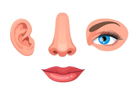 parts  human face ear nose eye  lips educational anatomy