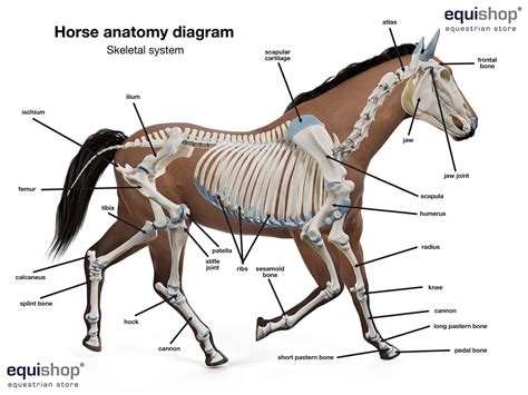 horse anatomy diagrams  horse body parts equishop equestrian shop