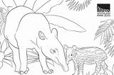 Tapir Zoo Tapirs sketch template