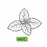 Peppermint Mentha sketch template