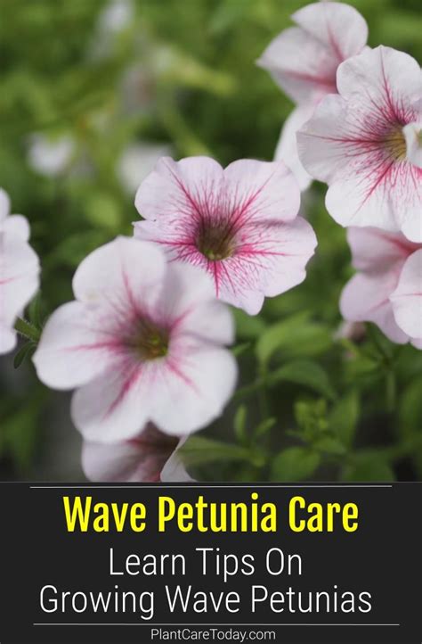 wave petunia care growing tips  wave petunias wave petunias care