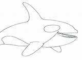 Whale Orca Coloring Killer Pages Drawing Kids Humpback Beluga Color Outline Cute Realistic Line Printable Dolphin Drawings Draw Print Getdrawings sketch template