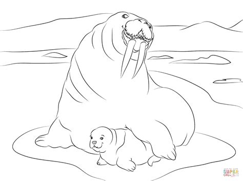 gambar walrus cute baby coloring page  printable pages click view