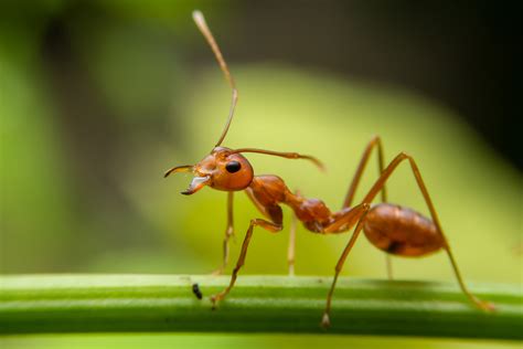 mieren  het gazon bestrijden en voorkomen moowy