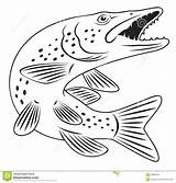 Hecht Fisch Zeichnen Pike sketch template