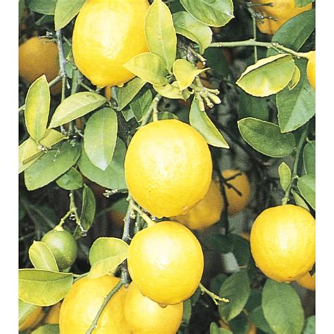gallon dwarf lemon tree   lowescom
