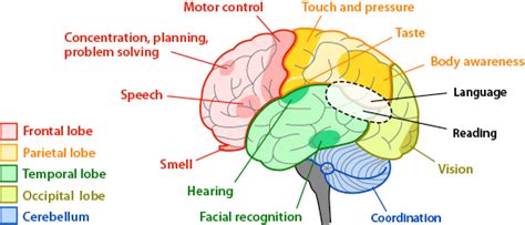brain structures   functions md healthcom
