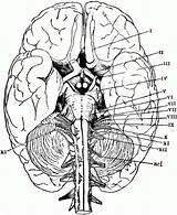 Anatomie Physiology Cranial Nerves Biologie Ausmalbild Usf sketch template