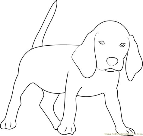 beagle coloring page  kids  dog printable coloring pages