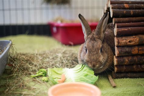 facts about rabbits you probably didn t know blue cross