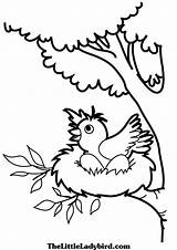 Nest Coloring Pages Bird Color Kids Ws Book Birds 2480 75kb Bulletin Board sketch template