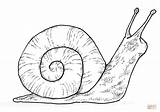 Coloring Snail Pages Printable Drawing Mollusks sketch template
