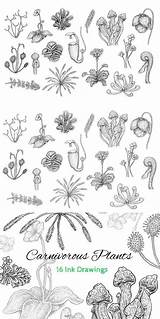 Carnivorous Plant Carnivore Plante Eugeniahauss Sketches sketch template