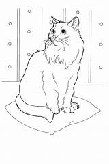 Colorat Pisica Desene Planse Pisici Animale sketch template