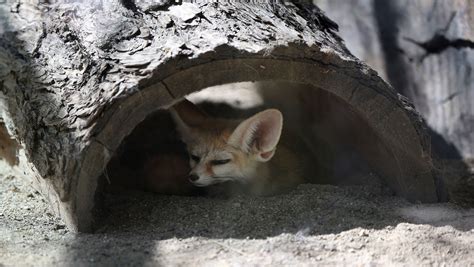 cincinnati zoos fennec fox  expecting