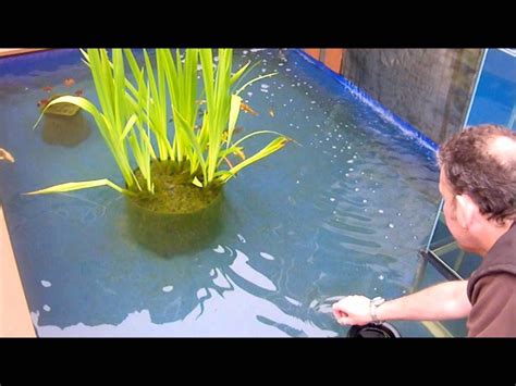 betta fish farm malayalam bettakus