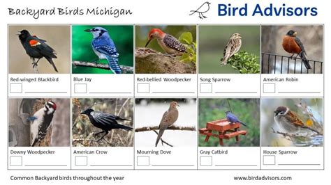 top  backyard birds  michigan  id charts bird advisors