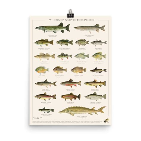 wisconsin native fish species poster  apparel company