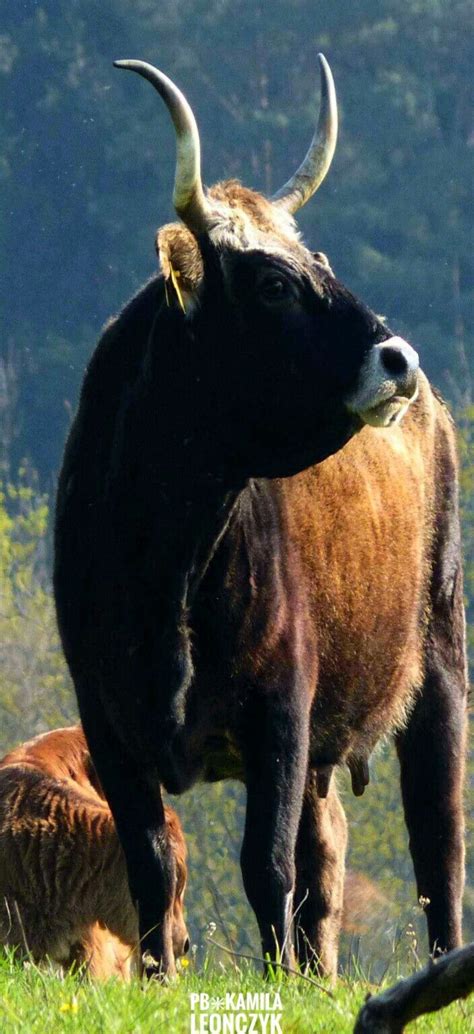 heck cattle   hardy breed  domestic cattle  cattle