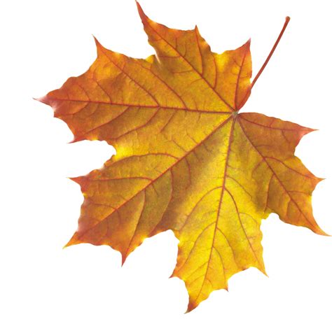 autumn leaf png image purepng  transparent cc png image library
