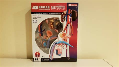 male reproductive and urinary system human anatomy model 4d kit 26063