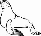 Sea Lion Seal Coloring Pages Seals Clipart Lions Clip Printable Cliparts Color Supercoloring Print Australian Gif Library Popular Cute Coloring2print sketch template