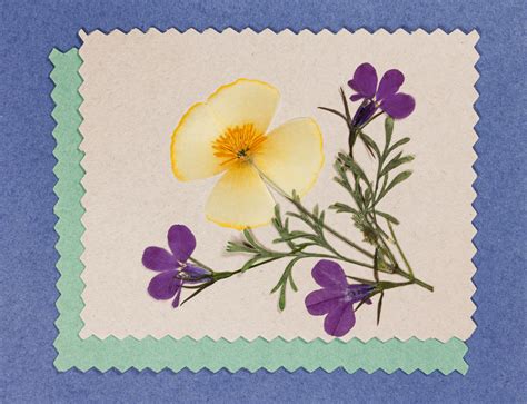 pressed flower card bouqs blog