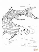 Tarpon Fish Coloring Pages Printable Drawing Color Getdrawings sketch template