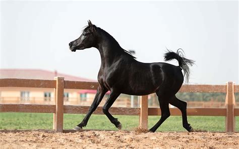 black arabians