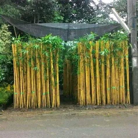 jual bambu kuningtanaman pagar tanaman pagar terbaik