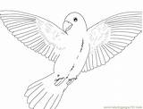 Coloring Pages Budgie Comments sketch template