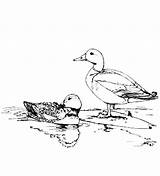 Coloring Mallard Pages Duck Couple Mating Colorluna Sketch sketch template