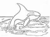 Coloring Whale Killer Pages Orca Whales Printable Colouring Animals Color Baby Clipart Coloringpage Getcolorings Library Print Popular sketch template
