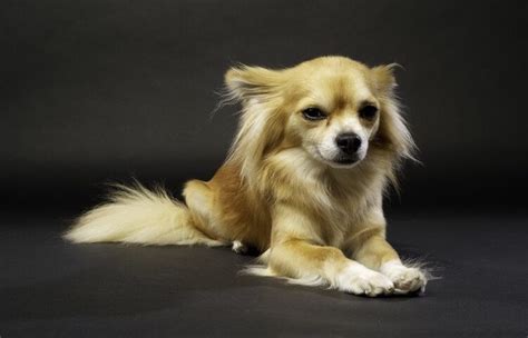 long haired chihuahua  complete breed guide   dogs