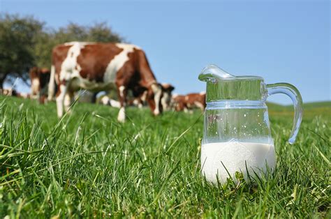 laptele moldovenesc pe cale de disparitie volumul produs  acest   scazut cu