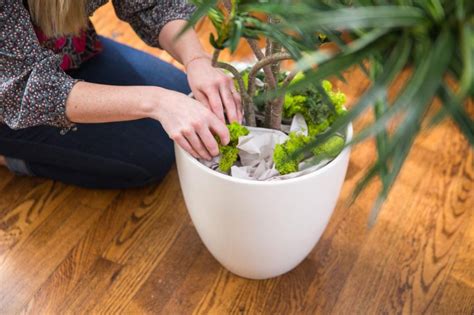 clean  care  artificial plants  peas   condo