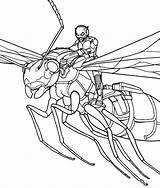 Colorir Formiga Colorare Vola Antman Avispas Wasp Avispa Ausmalbilder Voa Coloriages Vuela Animale Pym Cartonionline Impressão Wasps sketch template