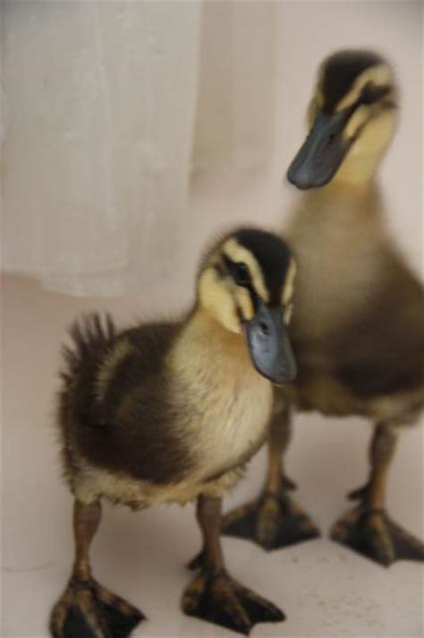 Vent sexing ducklings