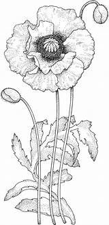 Zeichnen Blumen Aquarell Ausmalbilder Mohnblumen sketch template