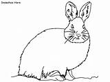 Coloring Hare Snowshoe Rabbits Pages Bunnies Ws sketch template