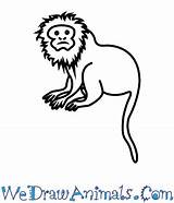 Lion Tamarin Golden Draw Drawing Easy Monkey Drawings Step Tutorial Wedrawanimals Print Choose Board sketch template