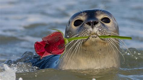seals discover offshore wind farms     eat seafood buffets