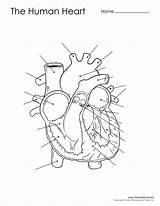 Heart Diagram Unlabeled Human Science sketch template