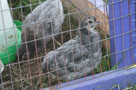 Blue Sex Links Backyard Chickens Learn How To Raise