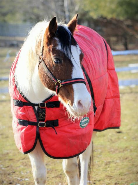 horse   jacket  blanket  stay warm  winter pethelpful