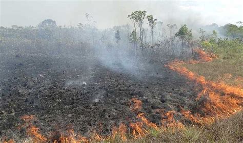 report fires globally  decline amazon   lungs   earth