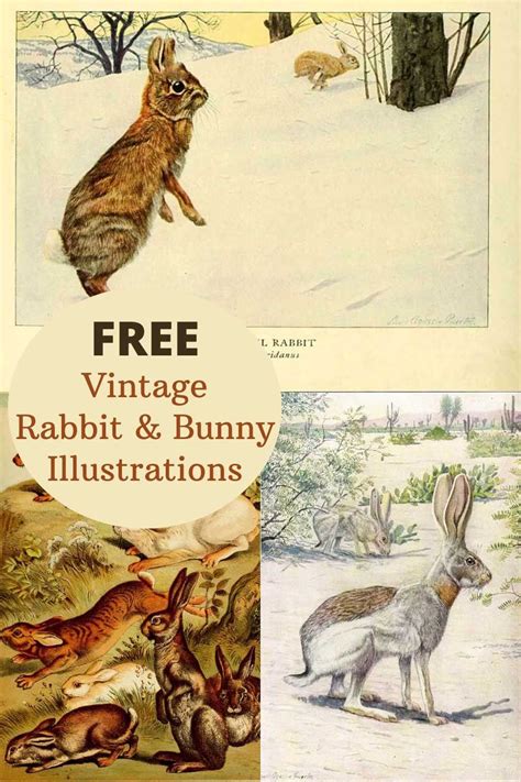 vintage rabbit illustrations  prints    print