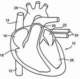 Circulatory System Coloring Pages Cardiovascular Drawing Kids Simple Printable Heart Color Clipart Anatomy Body Easy Getdrawings Getcolorings Library Clipartmag Clip sketch template